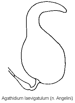 agathidium_laevigatulum_sperm.gif