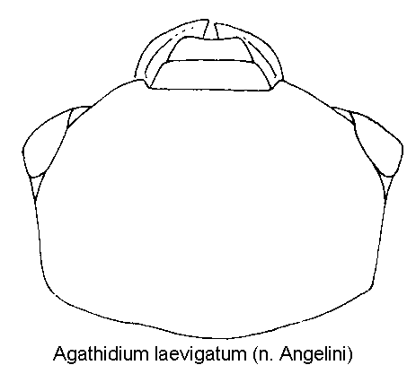 agathidium_laevigatum_k.gif