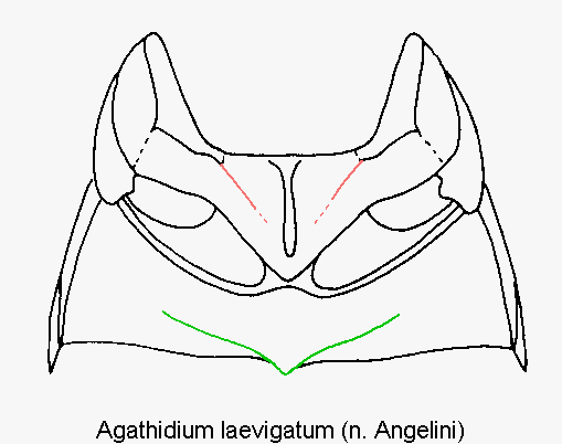 agathidium_laevigatum_mbr.gif