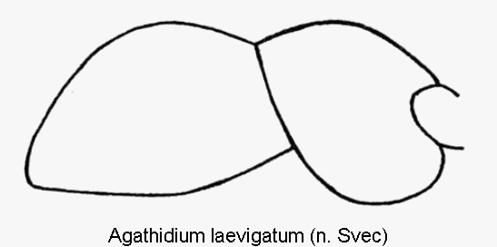 agathidium_laevigatum_sa.gif