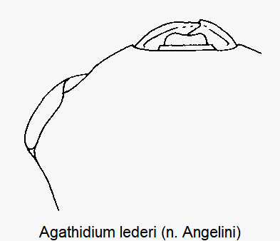 agathidium_lederi_k.gif