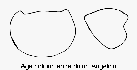 agathidium_leonardii_hsch.gif