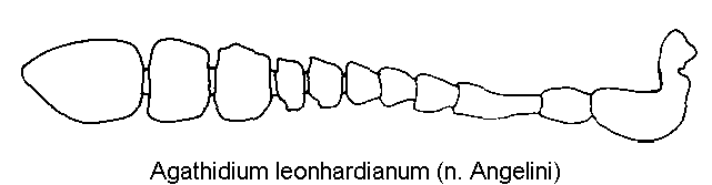 agathidium_leonhardianum_f.gif