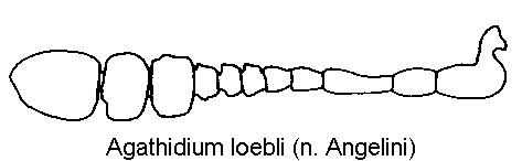 agathidium_loebli_f.gif