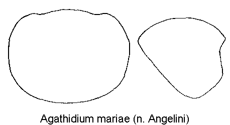 agathidium_mariae_hsch.gif