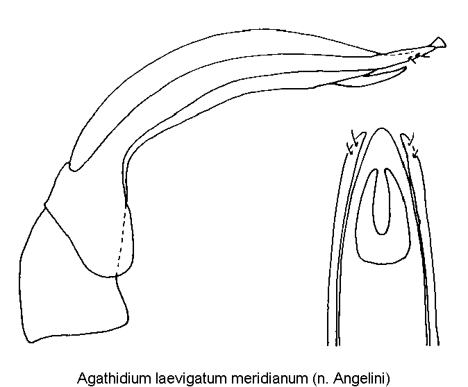 agathidium_meridianum1.gif
