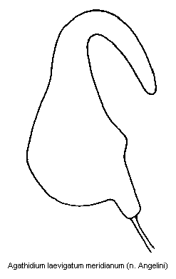agathidium_meridianum_sperm.gif