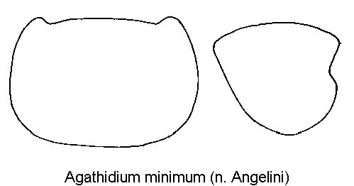 agathidium_minimum_hsch.gif