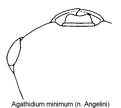 agathidium_minimum_k.gif