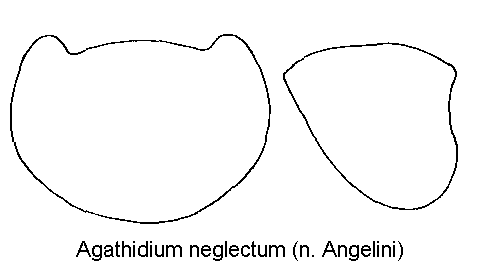 agathidium_neglectum_hsch.gif