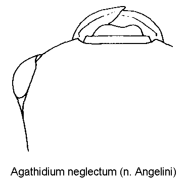 agathidium_neglectum_k.gif