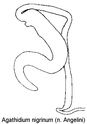 agathidium_nigrinum_sperm.gif