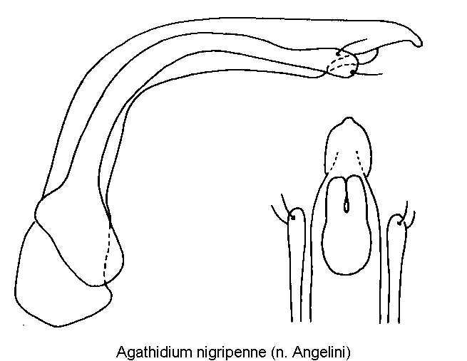 agathidium_nigripenne.gif