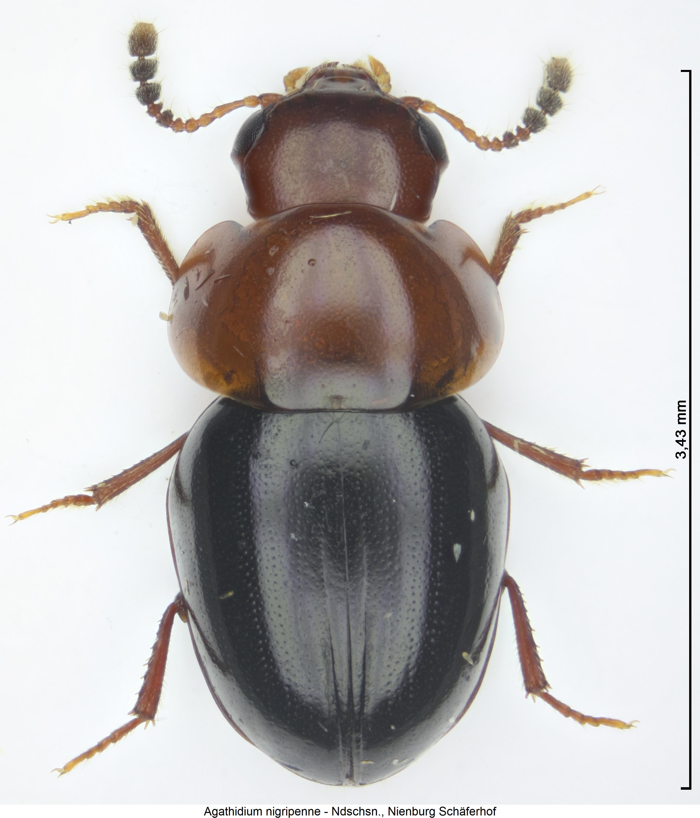 agathidium_nigripenne_hab.jpg