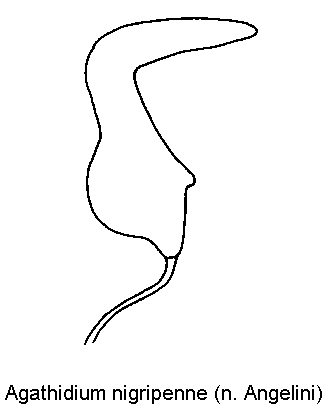 agathidium_nigripenne_sperm.gif
