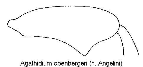 agathidium_obenbergeri_hschl.gif