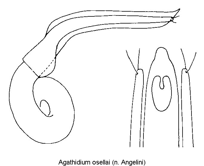 agathidium_osellai.gif
