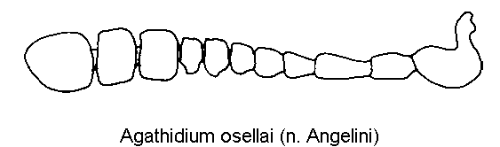 agathidium_osellai_f.gif
