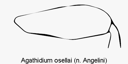 agathidium_osellai_hschl.gif