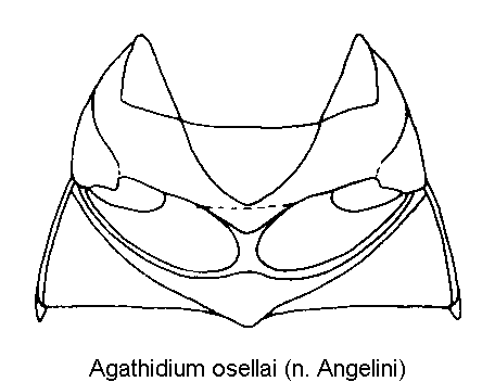 agathidium_osellai_mbr.gif