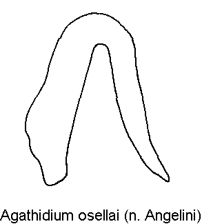 agathidium_osellai_sperm.gif