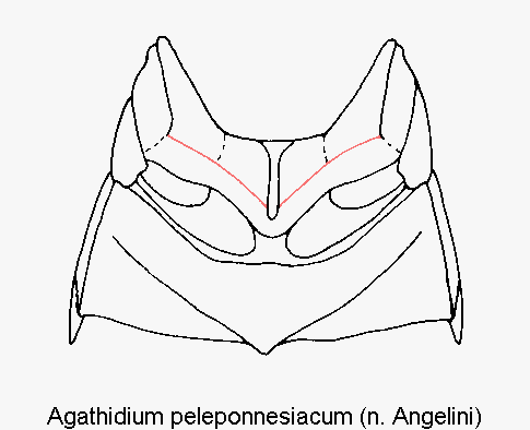 agathidium_peleponnesiacum_mbr.gif
