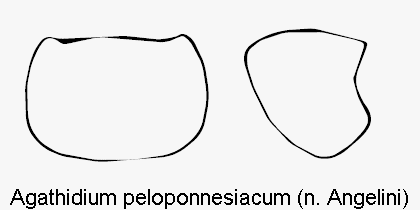 agathidium_peloponnesiacum_hsch.gif