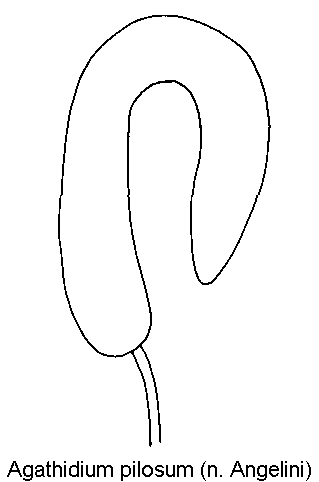 agathidium_pilosum_sperm.gif