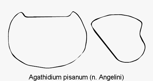 agathidium_pisanum_hsch.gif