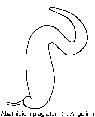 agathidium_plagiatum_sperm.gif