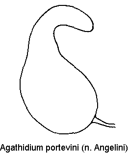 agathidium_portevini_sperm.gif