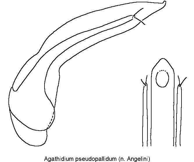 agathidium_pseudopallidum.gif
