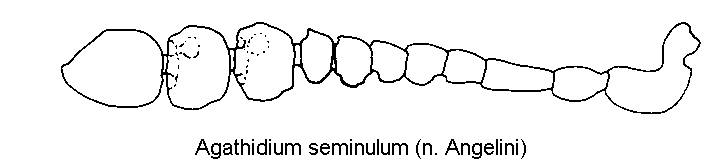 agathidium_seminulum_f.gif