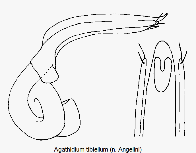 agathidium_tibiellum.gif