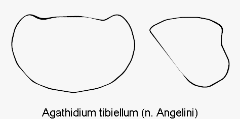 agathidium_tibiellum_hsch.gif