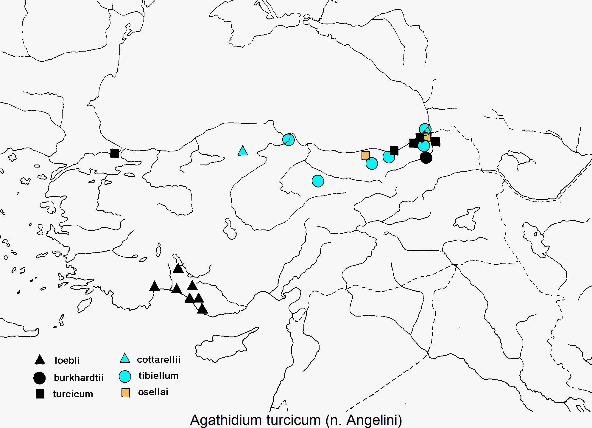agathidium_turcicum_dis.gif