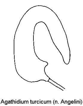 agathidium_turcicum_sperm.gif