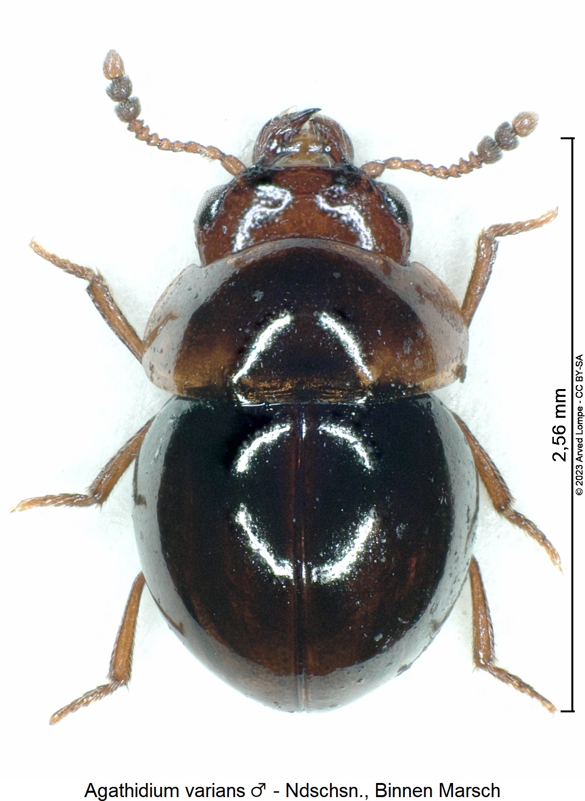agathidium_varians_m_hab.jpg