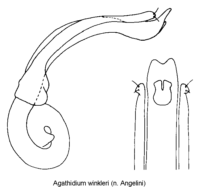 agathidium_winkleri.gif