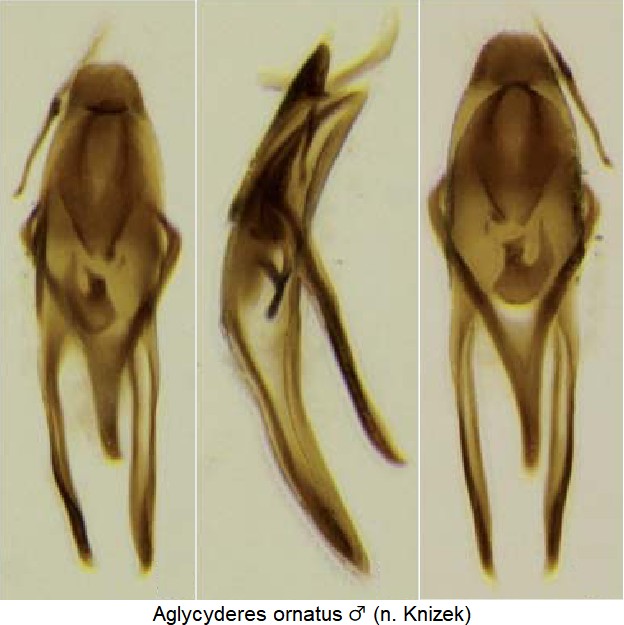 aglycyderes_ornatus_m.jpg