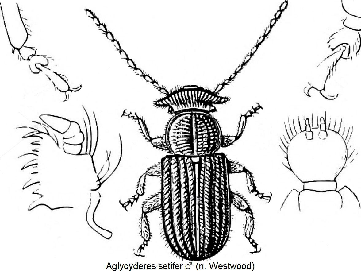aglycyderes_setifer_detail.jpg