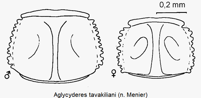 aglycyderes_tavakiliani_hsch.gif
