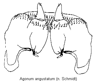 agonum_angustatum_vp.gif