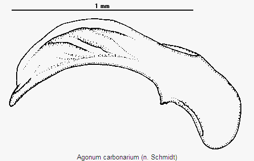 agonum_carbonarium.gif