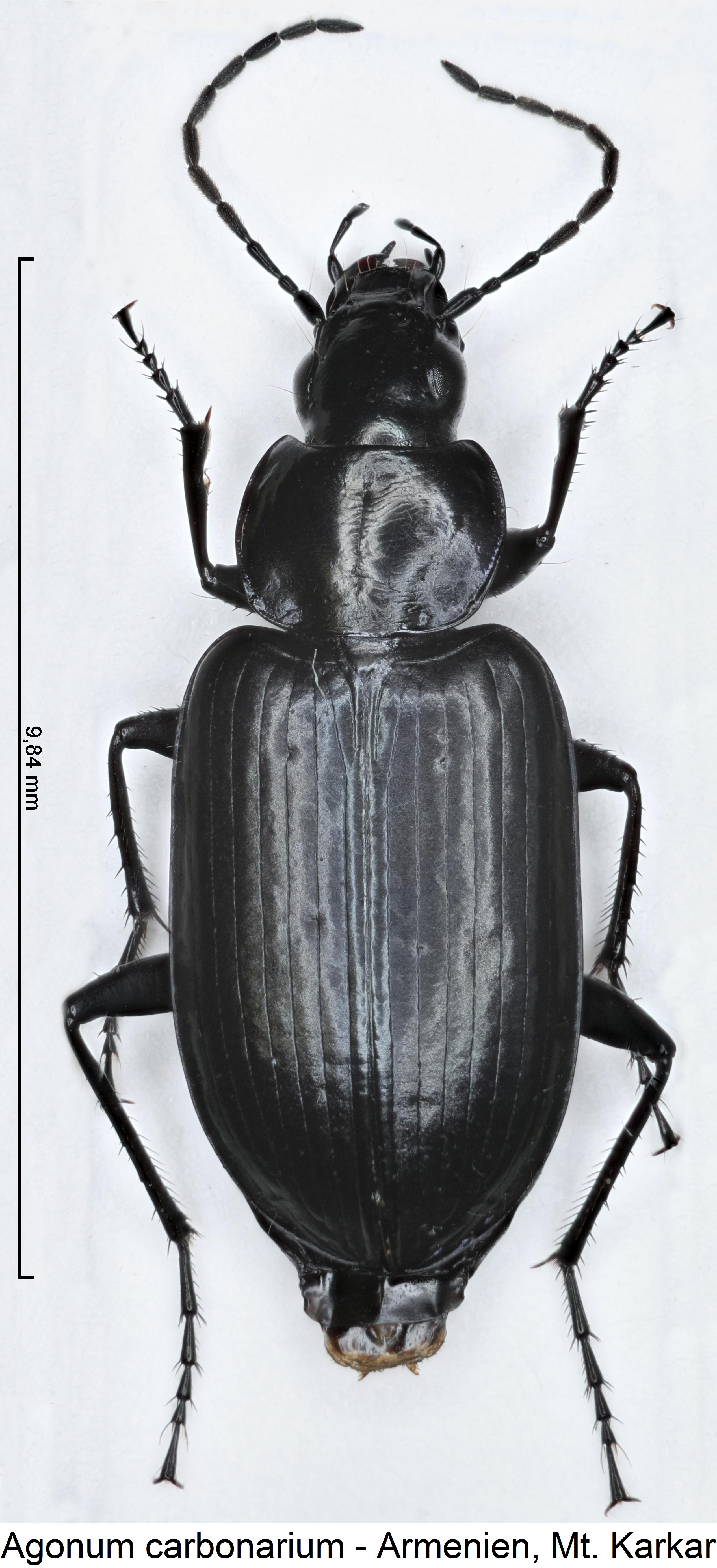 agonum_carbonarium_hab.jpg