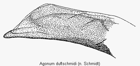 agonum_duftschmidi_det.gif
