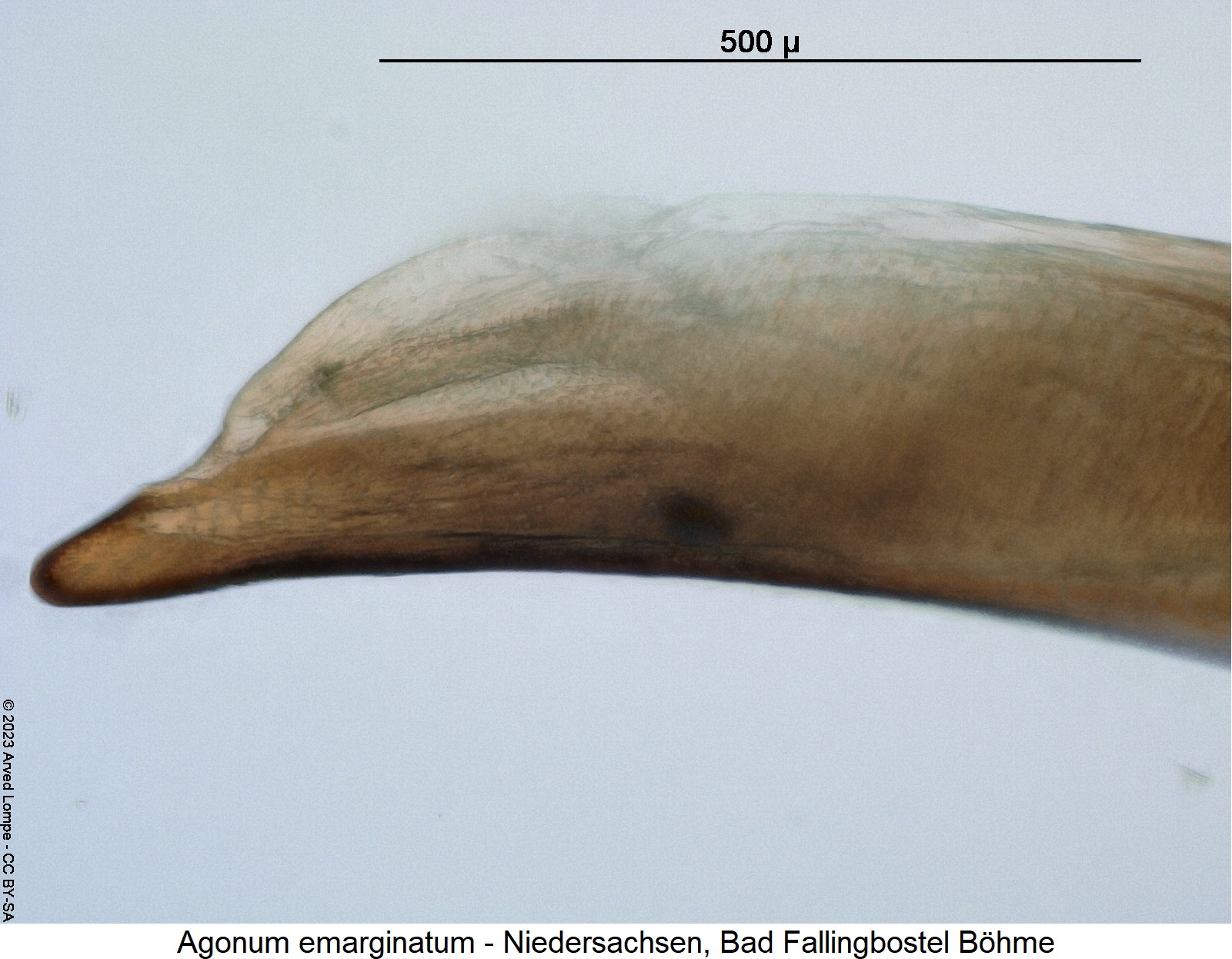 agonum_emarginatum1.jpg
