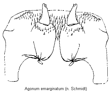 agonum_emarginatum_vp.gif