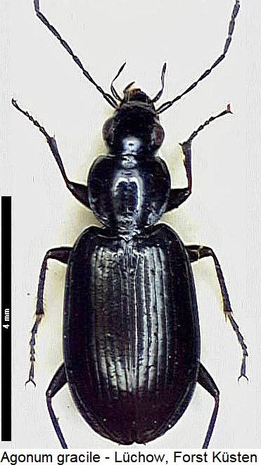 agonum_gracile_hab.jpg