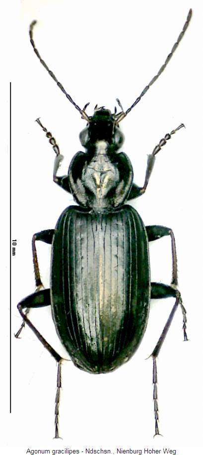 agonum_gracilipes_hab.jpg